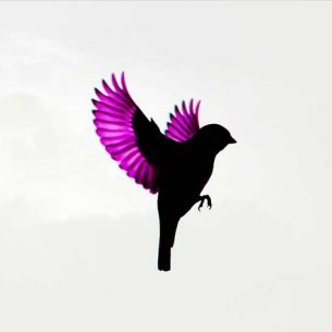 Jump Little Children Sparrow