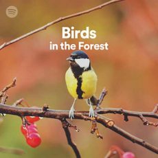 Birds in the Forest