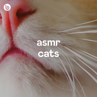 ASMR Cats