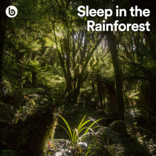 Sleep in the Rainforest