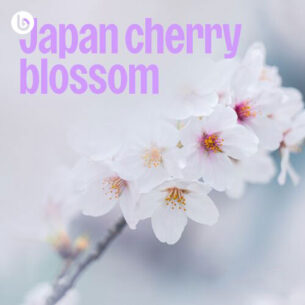 Japan Cherry Blossom