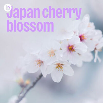 Japan Cherry Blossom