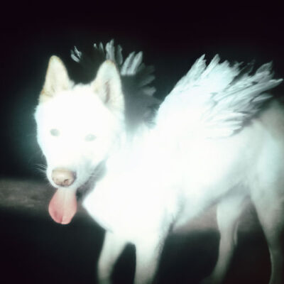 Fat Dog Cancel Me Im Tired