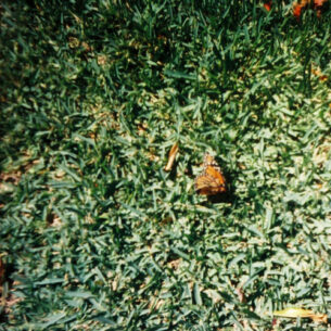 gnash butterfly